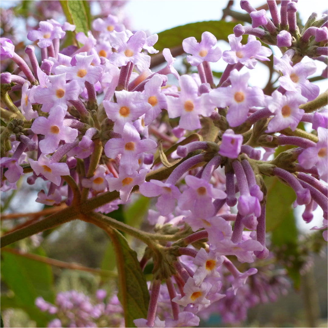 immagine di un ramo con fiori di Buddleja